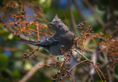 Phainopepla nitens
