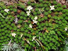 Kelleria croizatii