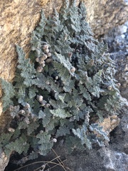 Myriopteris parryi image