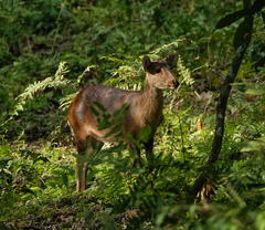 Axis porcinus