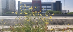 Launaea mucronata
