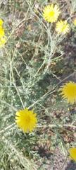 Launaea mucronata