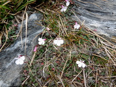 Lobelia linnaeoides