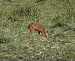 Axis porcinus