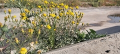 Senecio glaucus