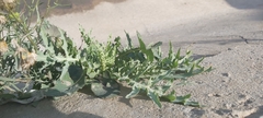 Launaea mucronata