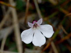 Lobelia linnaeoides