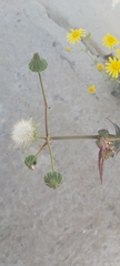 Sonchus oleraceus