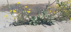 Sonchus oleraceus