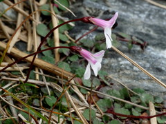 Lobelia linnaeoides