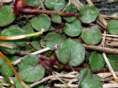 Lobelia linnaeoides