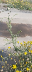 Launaea mucronata