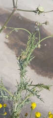 Launaea mucronata