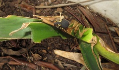 Clivia miniata miniata