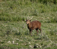 Axis porcinus