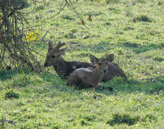 Axis porcinus