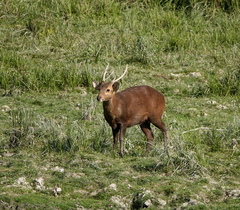 Axis porcinus