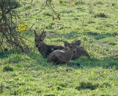 Axis porcinus