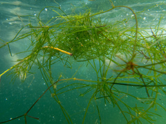 Chara australis