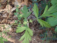Osmorhiza brachypoda