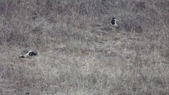 Vanellus indicus indicus