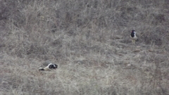 Vanellus indicus indicus