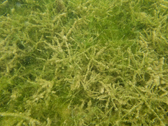 Chara australis