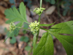Osmorhiza brachypoda
