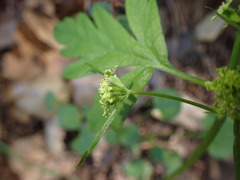 Osmorhiza brachypoda