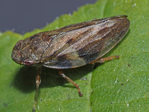 Alksninė Cikada nuotrauka