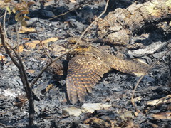 Antrostomus arizonae