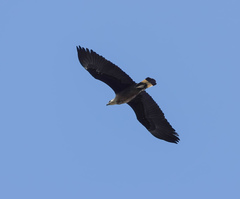 Haliaeetus leucoryphus
