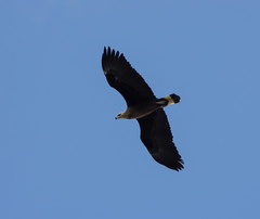Haliaeetus leucoryphus