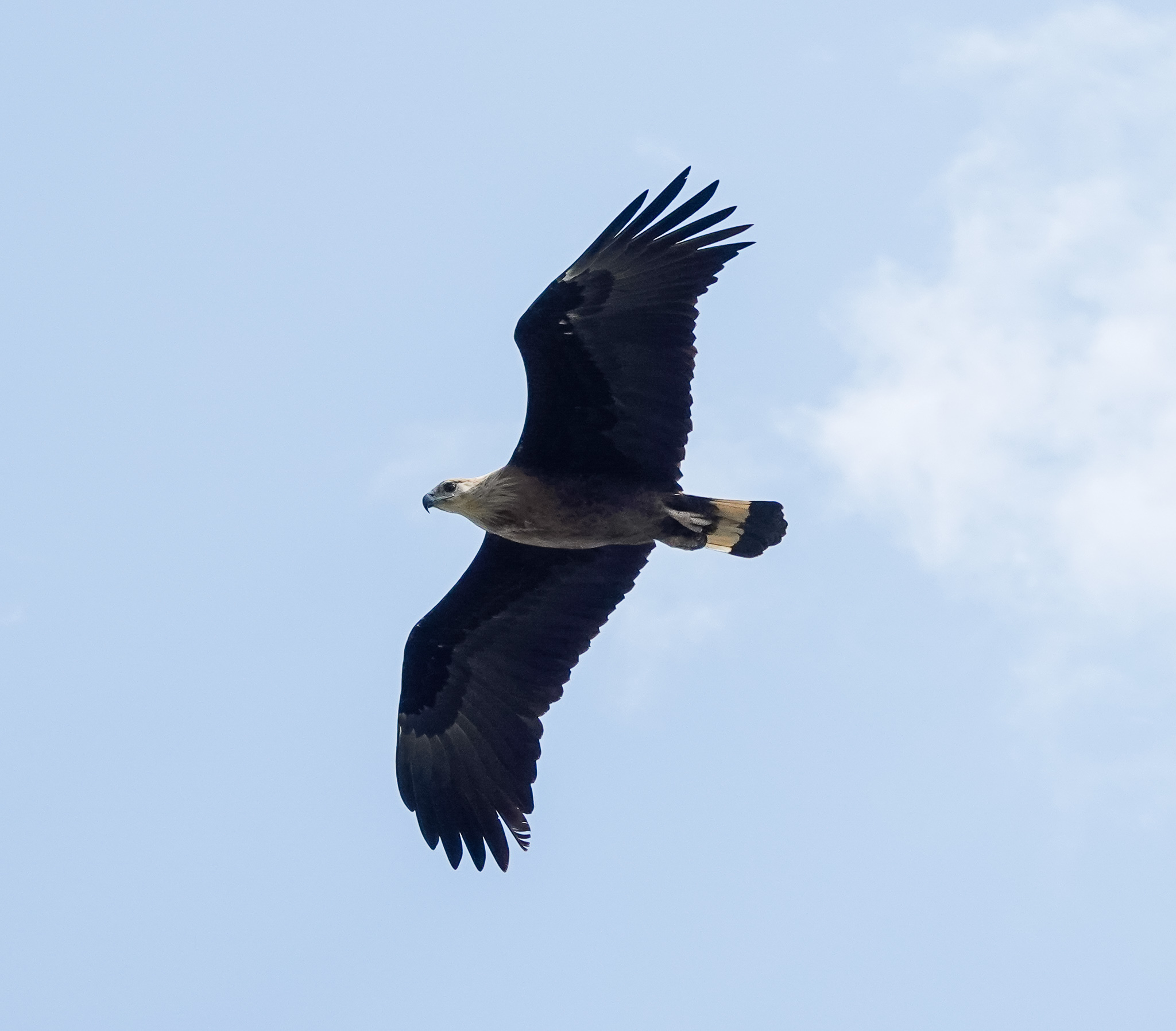 Pallas's Fish-Eagle (Haliaeetus leucoryphus)