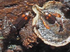 Rhizophagus bipustulatus