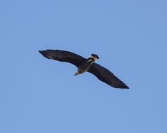 Haliaeetus leucoryphus