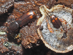 Rhizophagus bipustulatus