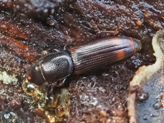 Rhizophagus bipustulatus