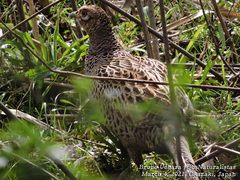 Phasianus versicolor