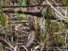 Phasianus versicolor