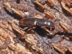 Rhizophagus bipustulatus