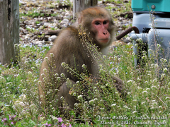 Macaca fuscata fuscata