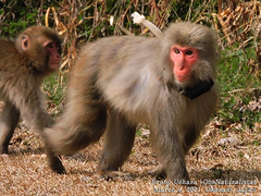 Macaca fuscata fuscata