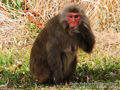 Macaca fuscata fuscata