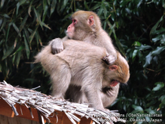Macaca fuscata fuscata
