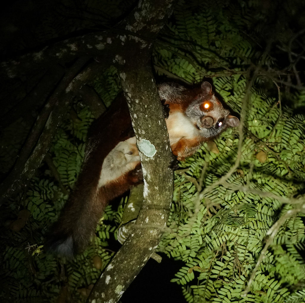 Red And White Giant Flying Squirrel