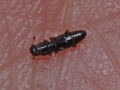 Rhizophagus bipustulatus