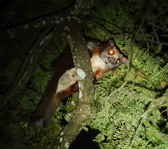 Petaurista alborufus