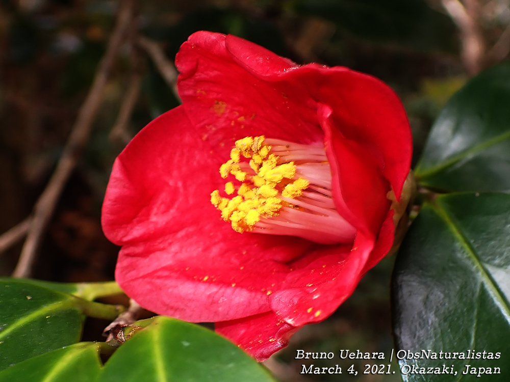 Camelia Japonesa (Camellia japonica) · NaturaLista Mexico