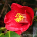 Camellia japonica - Photo (c) Observações Naturalistas | Bruno Uehara, μερικά δικαιώματα διατηρούνται (CC BY-NC), uploaded by Observações Naturalistas | Bruno Uehara